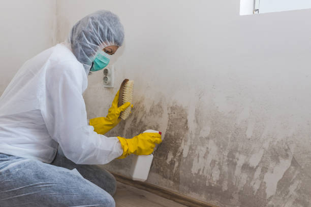 Best Mold Remediation for Healthcare Facilities  in Hiram, GA
