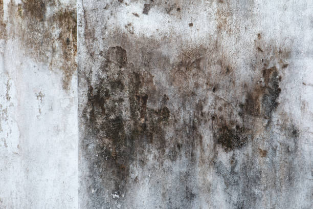 Best Basement Mold Removal  in Hiram, GA