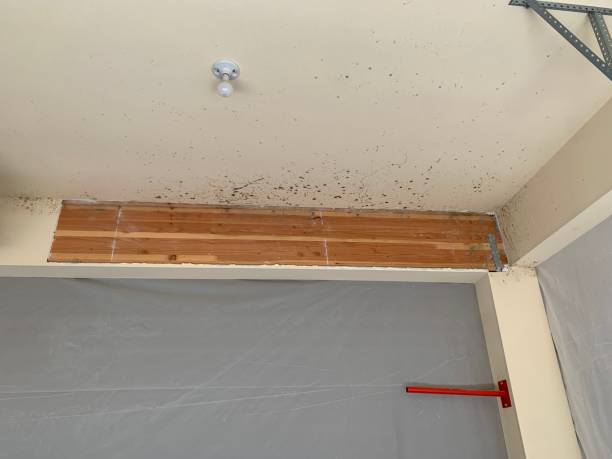 Best Water Damage & Mold Remediation  in Hiram, GA