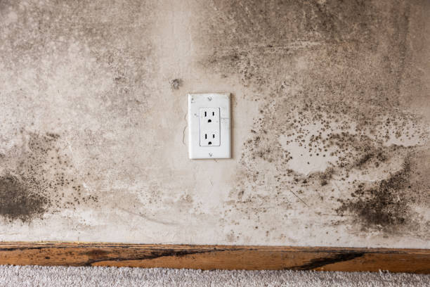 Best Comprehensive Air Testing for Mold Contaminants  in Hiram, GA