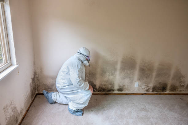 Best Commercial Mold Inspection  in Hiram, GA